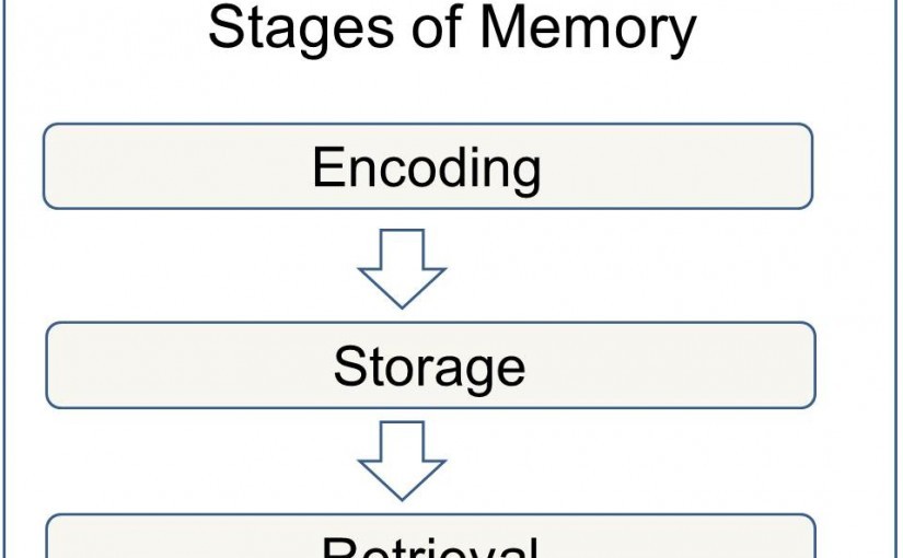 _images_Stages-of-Memory